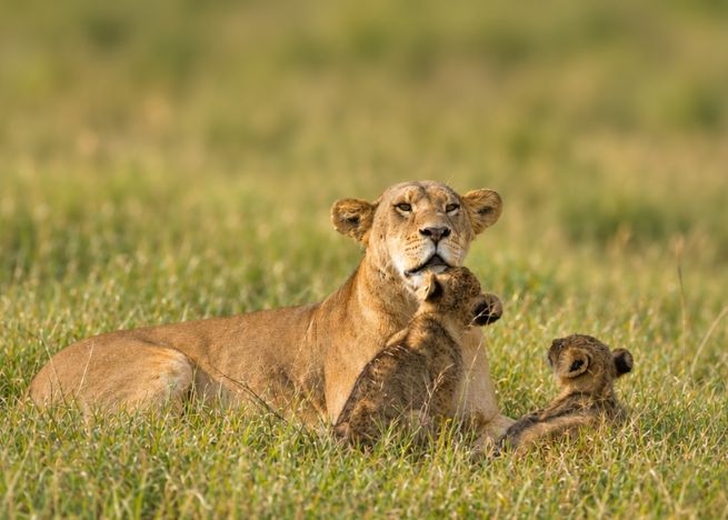 5 NIGHTS & 6 DAYS MIGRATION