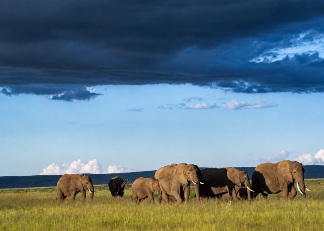 9 NIGHTS & 10 DAYS UNTAMED