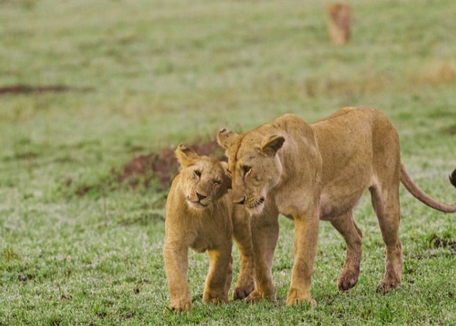 9 NIGHTS & 10 DAYS UNTAMED