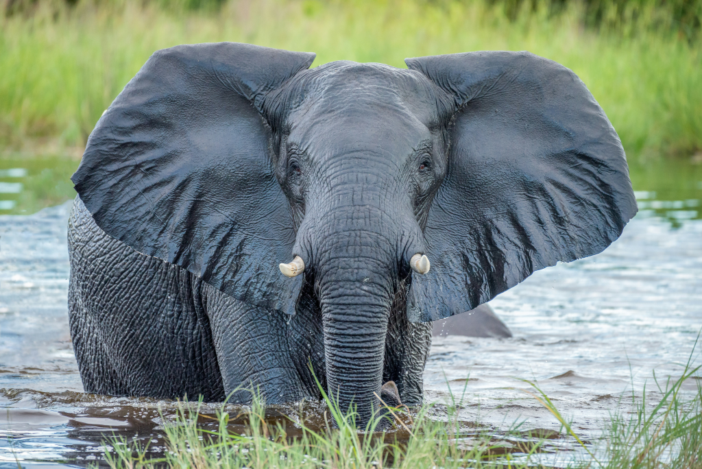 BOTSWANA