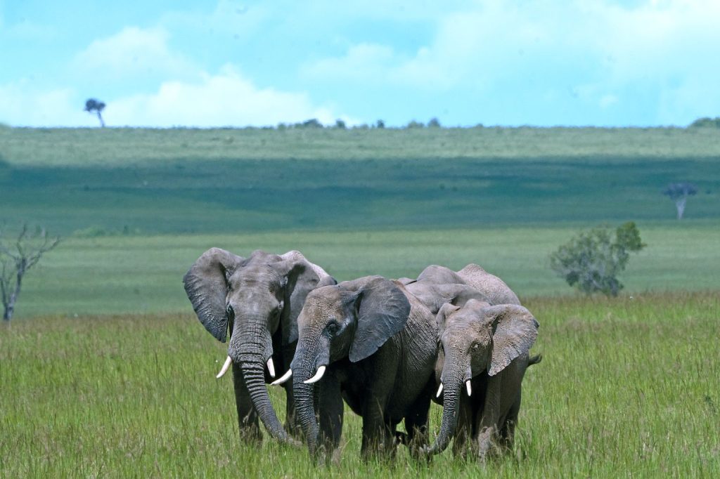 6 NIGHTS & 7 DAYS TANZANIA BIG 5