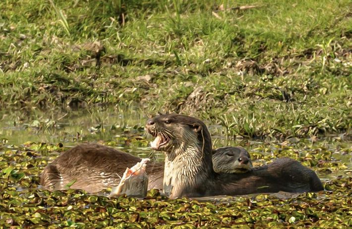 KAZIRANGA