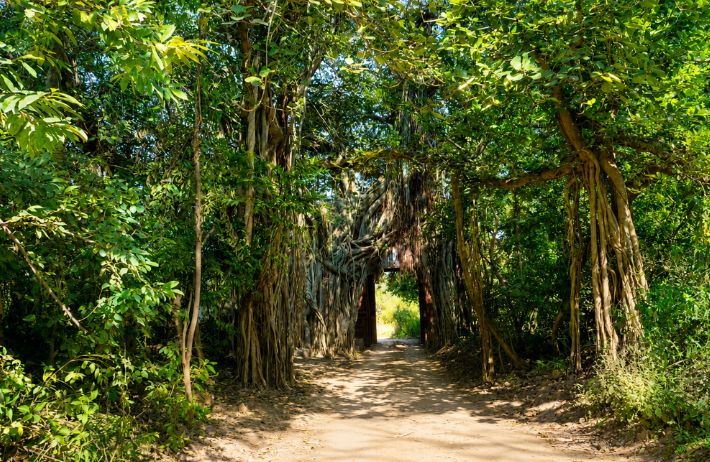 RANTHAMBORE