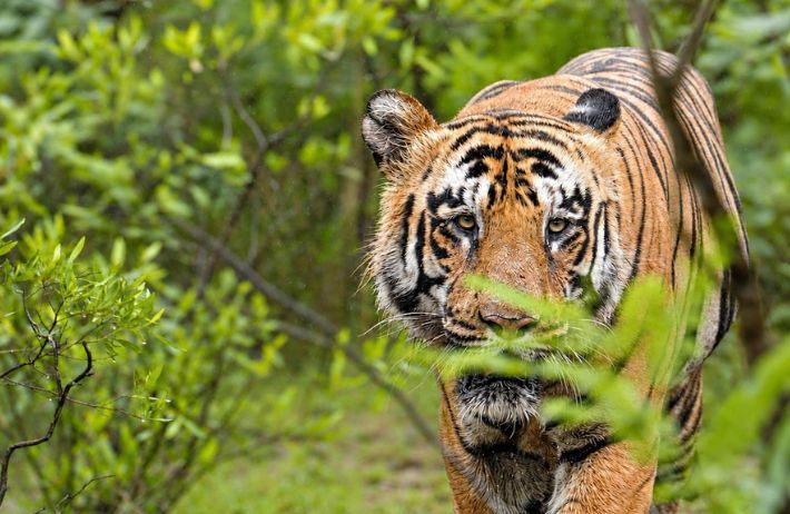 TADOBA