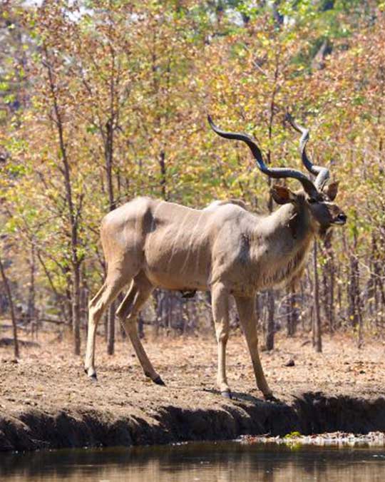 Antelope standing near a waterhole during Kenya family safari.