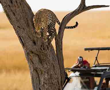 Leopard climbing a tree during a Kenya family safari wildlife adventure