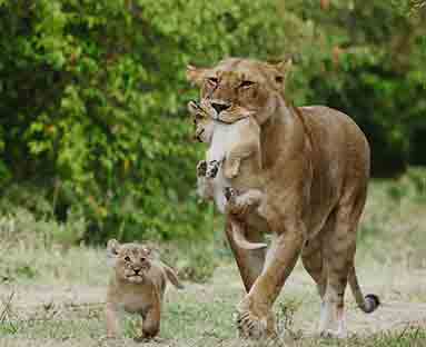 Lioness carrying her cub while another lion cub walks beside her in the wild